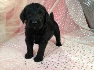 Black Male Standard Schnoodle Puppy for Sale #4 DOB 2-22-15 $750 Great Breeder for Standard Schnoodle Puppy Shoppers in WI,IL,IA, and MN.